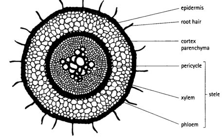 17 Simple Microscope Labeling Worksheet / worksheeto.com