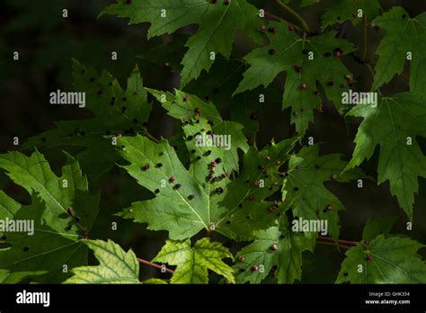 Maple Bladder Gall On Silver Maple Acer Saccharinum Caused By Vasates Quadripedes The Maple