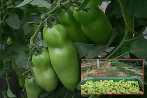 Marciume Apicale Del Pomodoro Cause Prevenzione E Soluzione