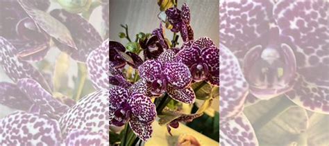 Орхидея дикий кот купить в Москве | Товары для дома и дачи | Авито