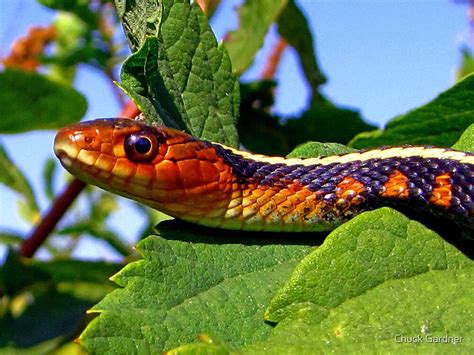 Oregon Red Spotted Garter Snake By Chuck Gardner Redbubble