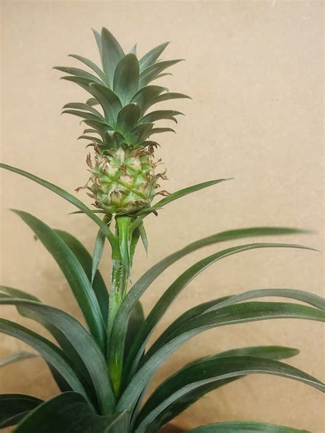 The Pineapple Plant with Toscana Ceramic – The Flower Chapter Cardiff