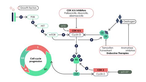 Cdk Inhibitor Selection Medthority