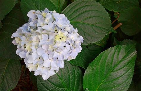 Why Are My Hydrangea Leaves Turning Yellow?