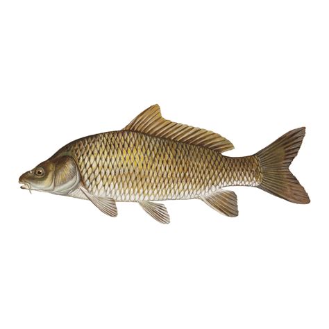 Grass Carp PNG Images (Transparent HD Photo Clipart)