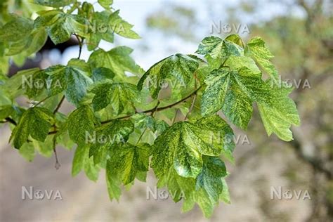 Acer Pseudoplatanus Leopoldii