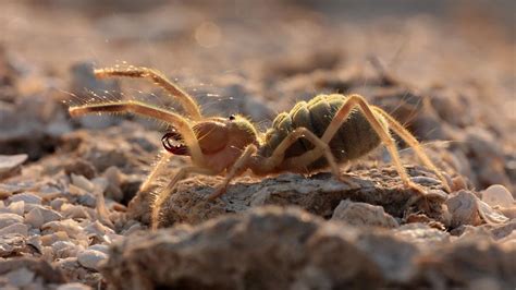 Biggest Spiders In The World A Journey Into The Gigantic Howstuffworks