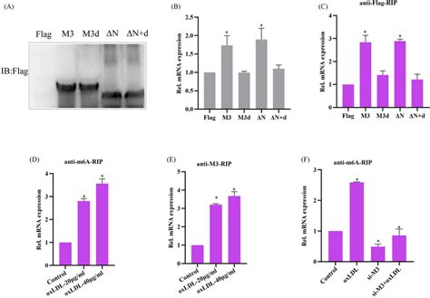 Oxldl Stimulation Significantly Promoted M6a Modification Of Stat1