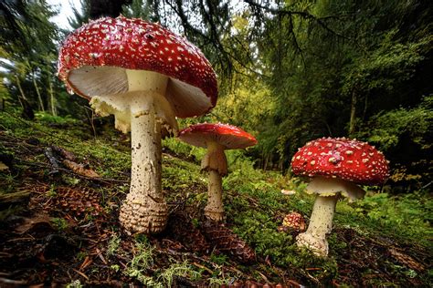 Cluster Of Fly Agaric Mushrooms Highlands Scotland Uk Photograph By