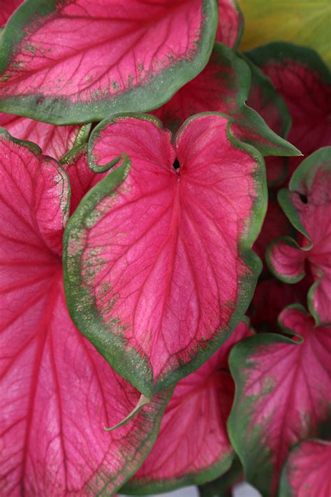 All About Caladiums