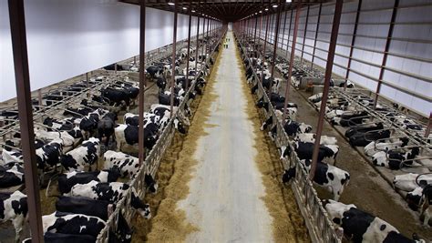 Massive dairy farms and locals debate
