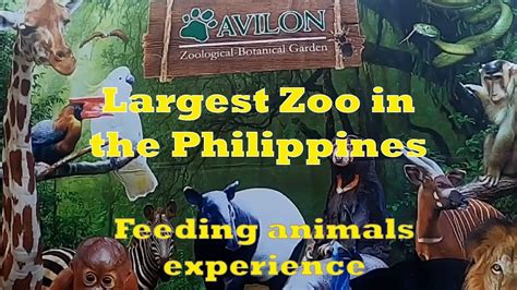 Walkthru At Avilon Zoo Of Rizal Largest Zoo Of The Philippines Youtube