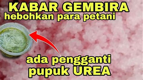 Saya Tidak Beli Pupuk Urea Lagi Setelah Tau Bahan Ini Penggantinya