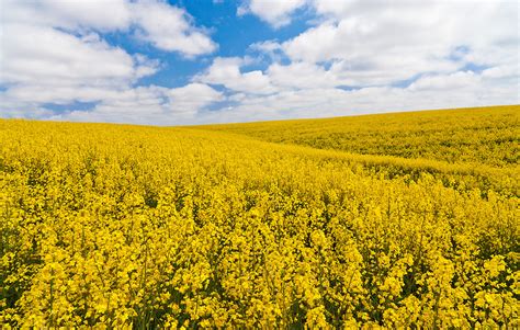 Canola Fields Ben Chase Photography