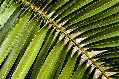 What Is A Palm Frond