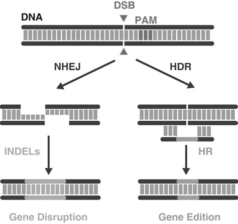 Basic Scheme Illustrating The Process Of Genome Editing Mediated By