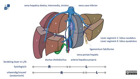 Leiden Drawing Liver Segments And Vascularisation Dutch Latin