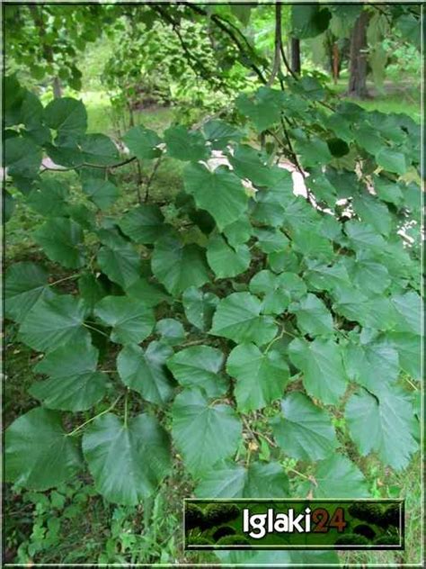 Tilia Tomentosa Varsaviensis Lipa Srebrzysta Varsaviensis Foto