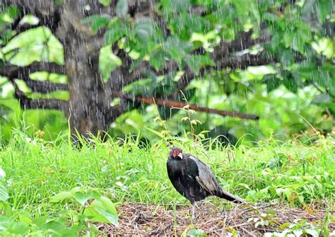 豪雨に打たれて！ 博やんひろやん）さんのフォト 趣味人倶楽部（しゅみーとくらぶ）