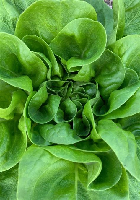 Buttercrunch Lettuce Variety And Growing Guide Home For The Harvest