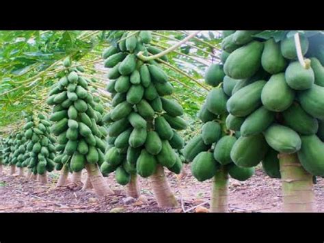 Papaya Farming Information Guide Agriculture Information Bank