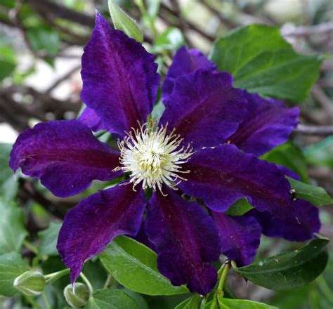 Clematis × jackmanii - Изображение особи - Плантариум