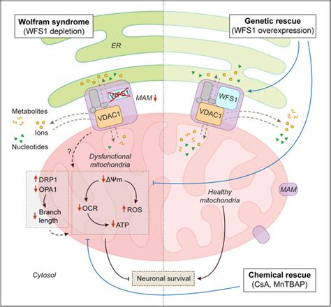 Depletion Of WFS1 Compromises Mitochondrial Function In HiPSC Derived