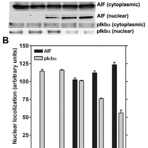 Mmp Downregulation Causes The Nuclear Translocation Of Aif And The