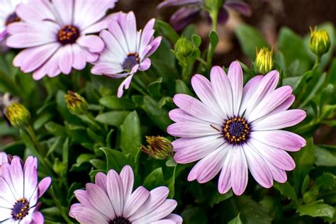 Hermosa Flor Morada Margarita Morada Osteospermum Ecklonis Foto Premium