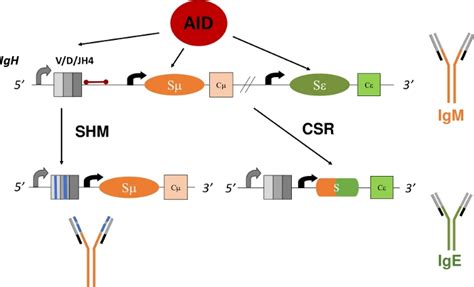 Analysis Of Somatic Hypermutation In The Jh Intron Of Germinal Center