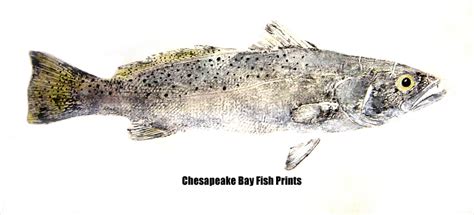 Speckled Trout Photos and Speckled Trout Gyotaku Fish Art by Chesapeake ...