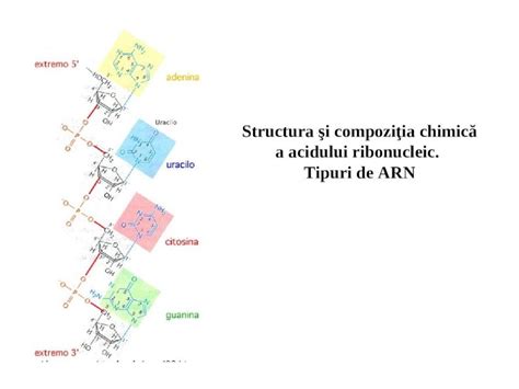 (PPT) ARN. Tipuri de ARN - DOKUMEN.TIPS