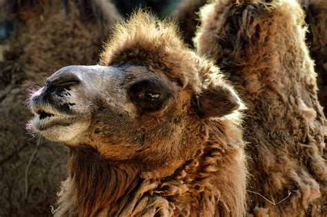 Camel Dromedary Desert - Free photo on Pixabay - Pixabay