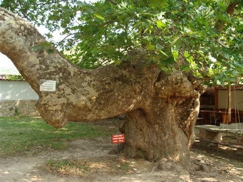 Чинара (Много фото) - treepics.ru
