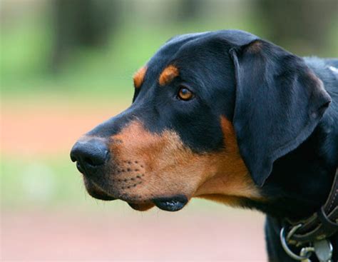 Литовская гончая: описание породы собак с фото и видео