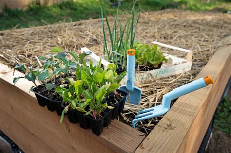 Come Coltivare Un Orto Nel Giardino Di Casa