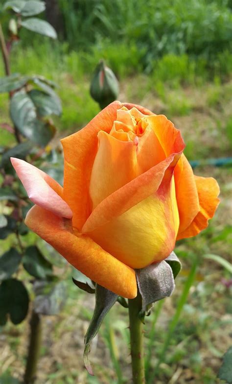 Rosa Cor Laranja Rosas Amarelas Belas Flores Roseiras