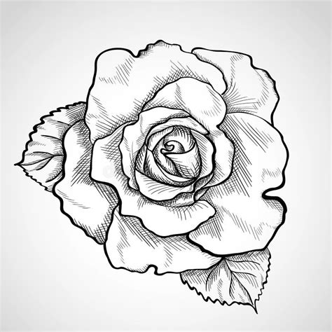 Esboço De Uma Rosa No Triângulo No Fundo Branco Ilustração Stock