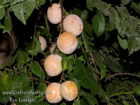 Inca Plum Prunus Salicina Sp CreatorsPalette