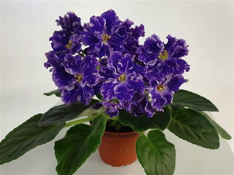 Фиалка ват звездная раса фото и описание