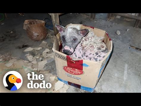 Naked Street Puppy Was Sleeping In A Cardboard Box Every Night The