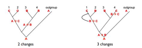 Molecular Phylogenetics Flashcards Quizlet