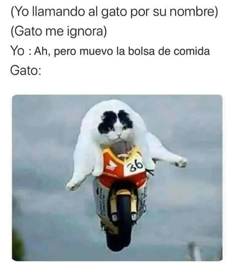 Yo Llamando Al Gato Por Su Nombre Gato Me Ignora Yo Ah Pero Muevo