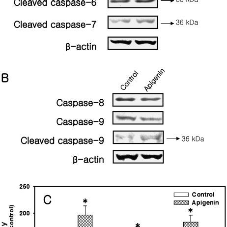 Apigenin Induced Apoptosis Of Human Breast Cancer MDA MB 453 Cells