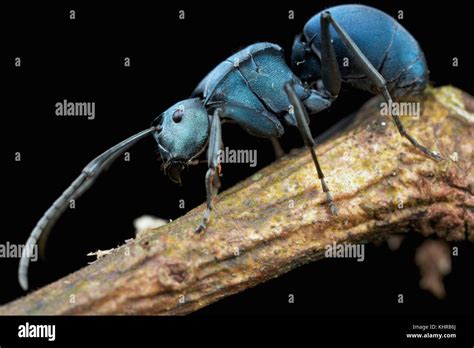 Ant (Polyrhachis cyaniventris), Mount Isarog National Park, Philippines ...