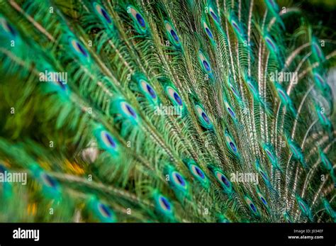 Beautiful Male Peacock Fanning His Colorful Tail Feathers Stock Photo