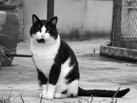 Fotos Gratis En Blanco Y Negro Gato Monocromo Bigotes Vertebrado