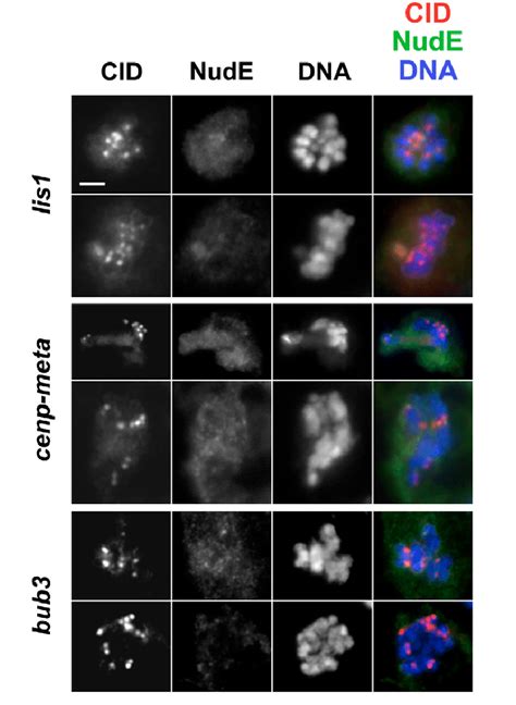 Nude Protein Fails To Localize To The Kinetochores Of Chromosomes