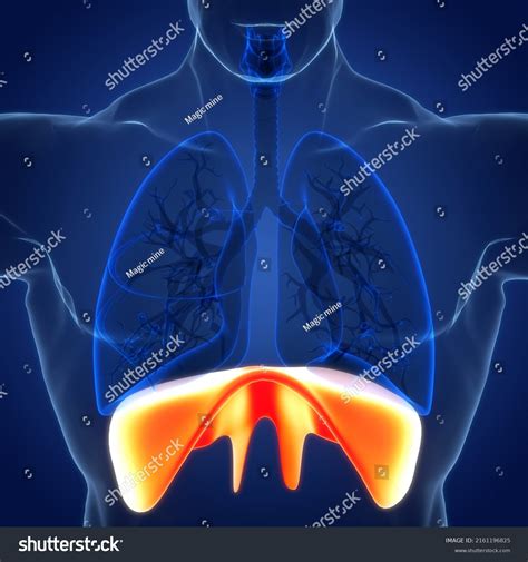 Human Respiratory System Diaphragm Anatomy 3d Stock Illustration 2161196825 | Shutterstock