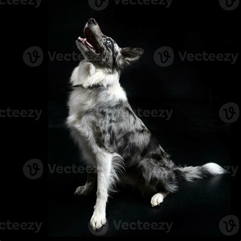 border collie with blue eyes sitting in the dark background 30013636 Stock Photo at Vecteezy